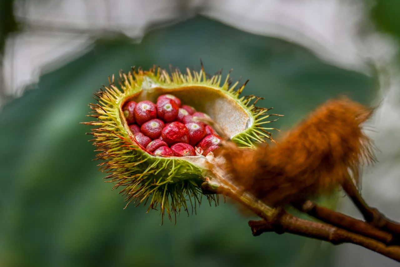 Le ginseng, l'ingrédient des boissons Boosty