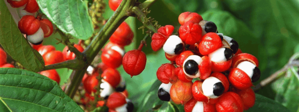Guarana