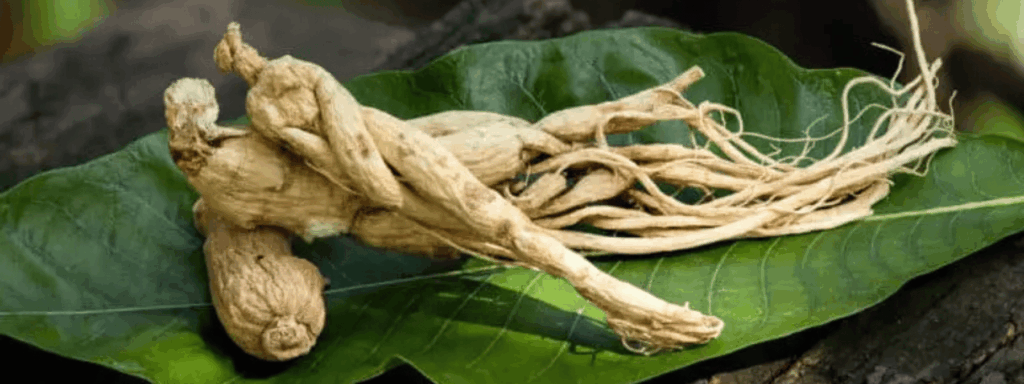 Ginseng