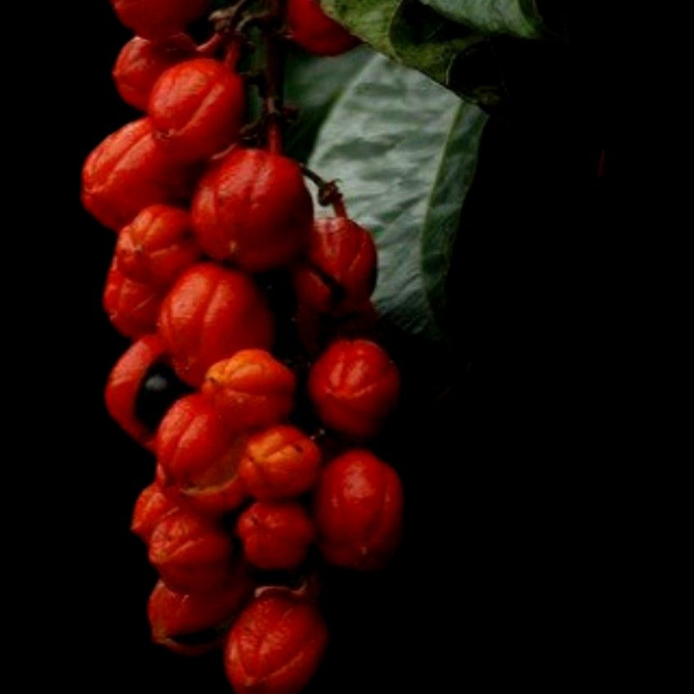Guarana